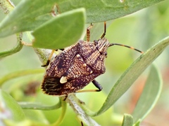 Oncocoris apicalis