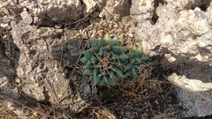 Mammillaria