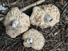Lactarius pallidiolivaceus