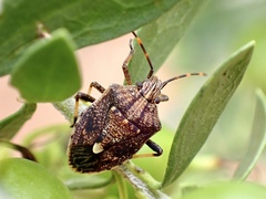 Oncocoris apicalis