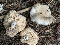 Lactarius pallidiolivaceus