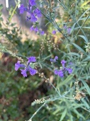 Linaria purpurea
