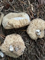 Lactarius pallidiolivaceus