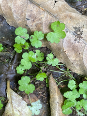 Hydrocotyle heteromeria