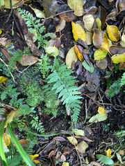 Asplenium bulbiferum