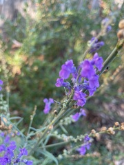 Linaria purpurea