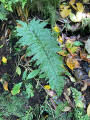 Asplenium bulbiferum