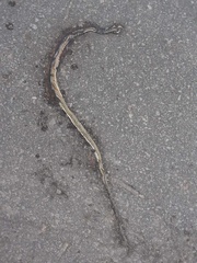 Dendrelaphis pictus