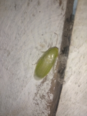 Panchlora