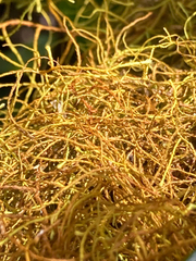 Usnea rubicunda