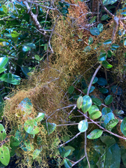 Usnea rubicunda