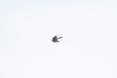 Falco novaeseelandiae