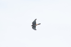 Falco novaeseelandiae
