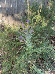 Linaria purpurea
