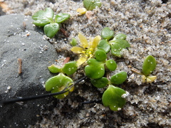 Ranunculus acaulis