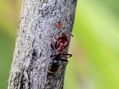 Iridomyrmex