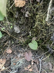 Ozomelis stauropetala