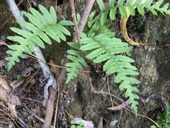 Polypodium californicum