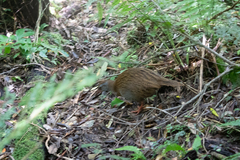 Gallirallus australis