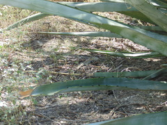 Aspidoscelis stictogrammus