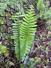 Nephrolepis exaltata