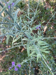 Linaria purpurea