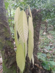 Theobroma cacao