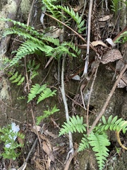 Polypodium californicum