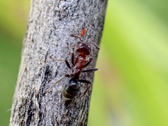 Iridomyrmex