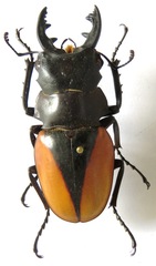 Odontolabis cuvera cuvera