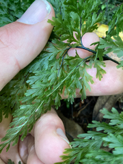 Hymenophyllum demissum
