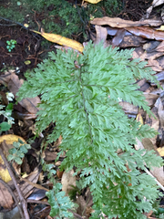 Hymenophyllum demissum