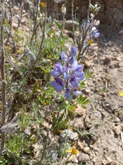 Lupinus