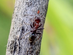 Iridomyrmex
