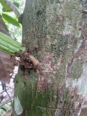 Aculeata