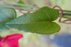 Ipomoea microdactyla