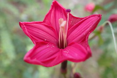 Ipomoea microdactyla