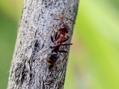 Iridomyrmex