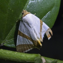 Eulepidotis rectimargo