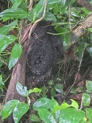 Eciton burchellii