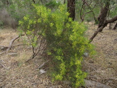 Acacia rupicola
