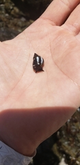 Echinolittorina peruviana