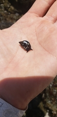 Echinolittorina peruviana