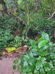 Eciton burchellii
