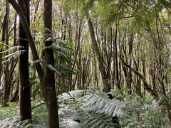 Cyathea cunninghamii