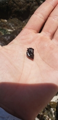 Echinolittorina peruviana