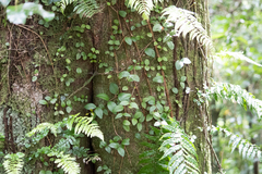 Blechnum filiforme