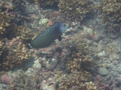 Novaculichthys taeniourus