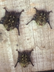 Rhynchonycteris naso