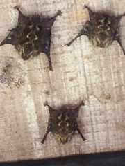 Rhynchonycteris naso
